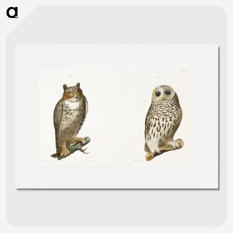 1-11_Zoology-of-New-York_picture