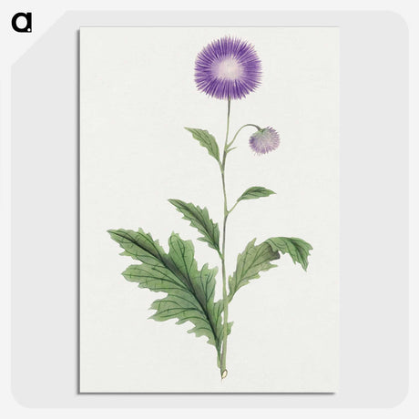 1-12_19th-Century-Japanese-Flowers_picture-crop