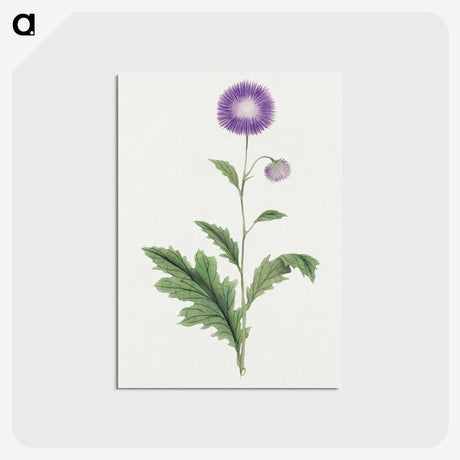 1-12_19th-Century-Japanese-Flowers_postcard
