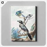 Three birds: a Long-tailed Tit, a Blue Tit and a Great Gray Shrike - アールト シューマン Canvas.