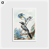 Three birds: a Long-tailed Tit, a Blue Tit and a Great Gray Shrike - アールト シューマン Postcard.