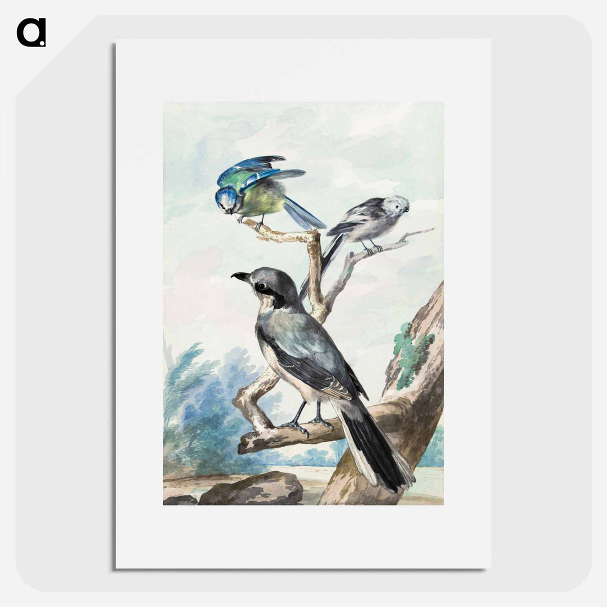 Three birds: a Long-tailed Tit, a Blue Tit and a Great Gray Shrike - アールト シューマン Poster.