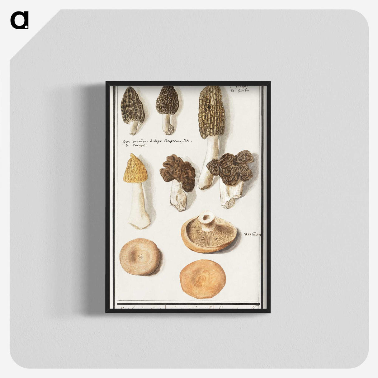 1-12_Anselmus-Boetius-de-Boodt_blk-crop