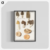 1-12_Anselmus-Boetius-de-Boodt_blk-crop
