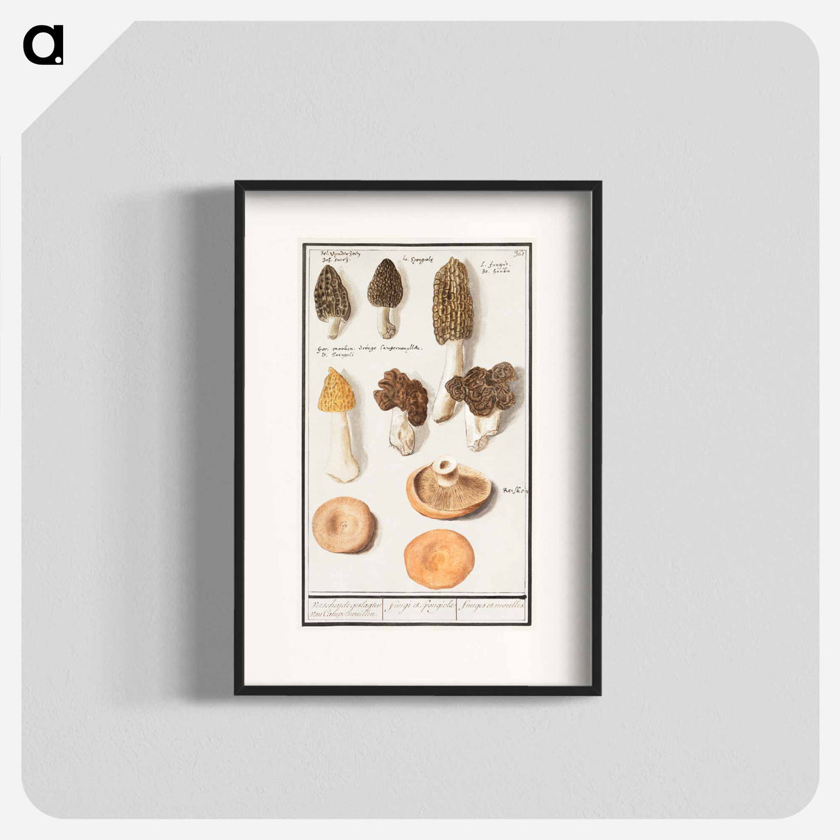 Morels, Morchella - アンセルムス ボエティウス デ ブート Poster.