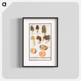Morels, Morchella - アンセルムス ボエティウス デ ブート Poster.