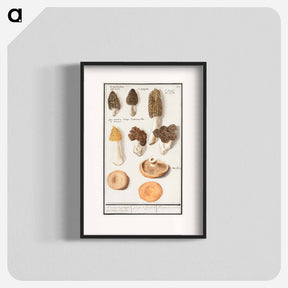 アートポスター-Morels, Morchella - アンセルムス ボエティウス デ ブート Poster.