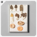 Morels, Morchella - アンセルムス ボエティウス デ ブート Canvas.