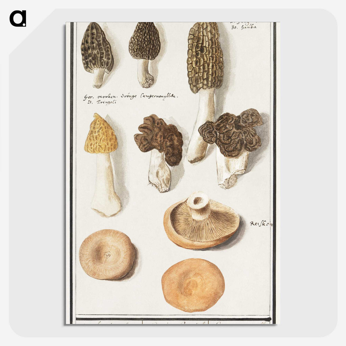 1-12_Anselmus-Boetius-de-Boodt_picture-crop