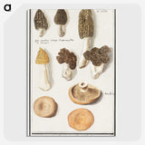 1-12_Anselmus-Boetius-de-Boodt_picture-crop