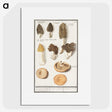 1-12_Anselmus-Boetius-de-Boodt_picture