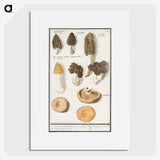 1-12_Anselmus-Boetius-de-Boodt_picture