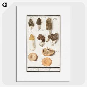 1-12_Anselmus-Boetius-de-Boodt_picture