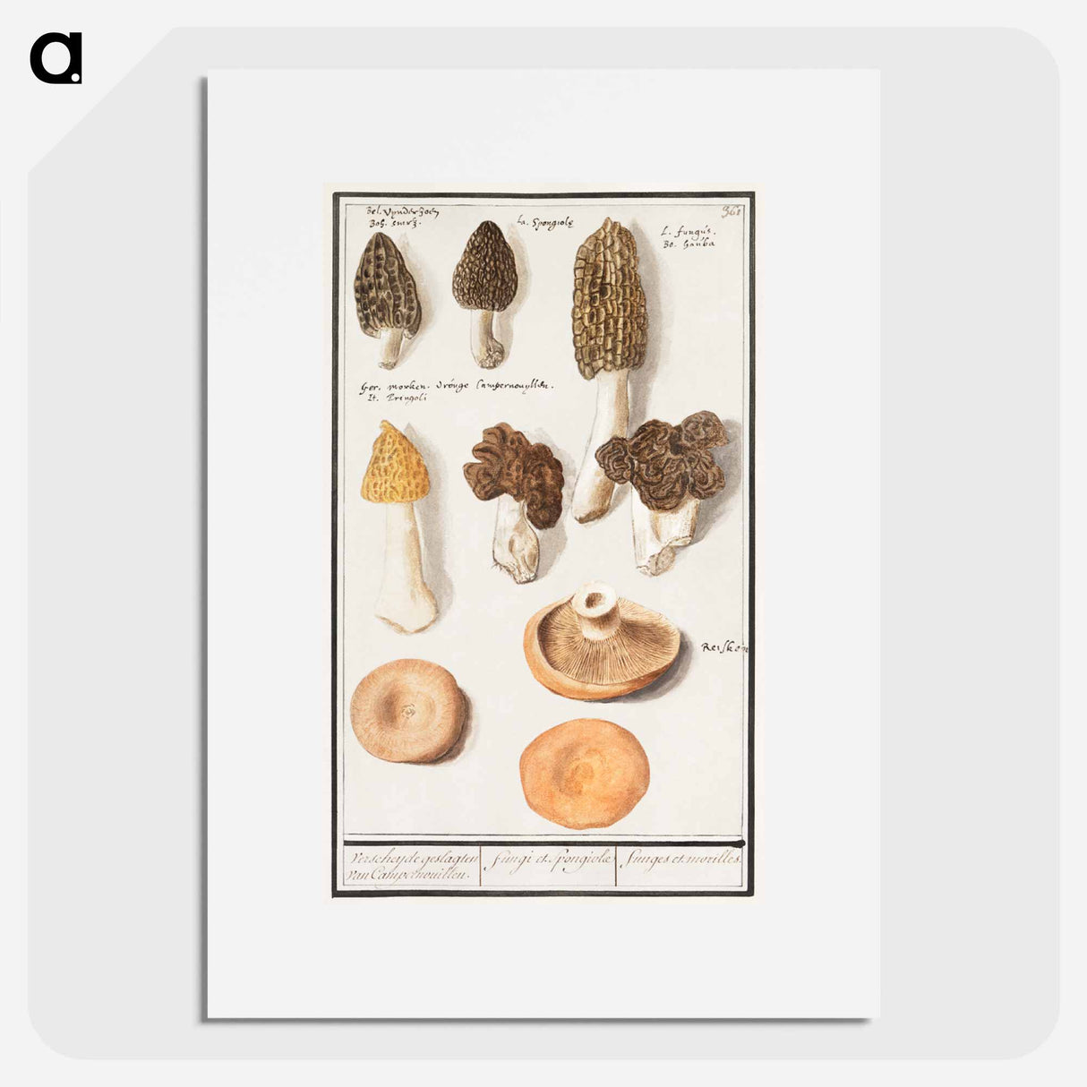 Morels, Morchella - アンセルムス ボエティウス デ ブート Poster.