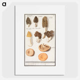 Morels, Morchella - アンセルムス ボエティウス デ ブート Poster.