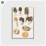 1-12_Anselmus-Boetius-de-Boodt_postcard