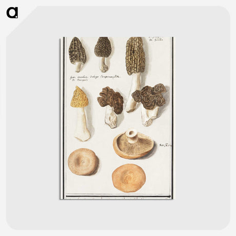 1-12_Anselmus-Boetius-de-Boodt_postcard
