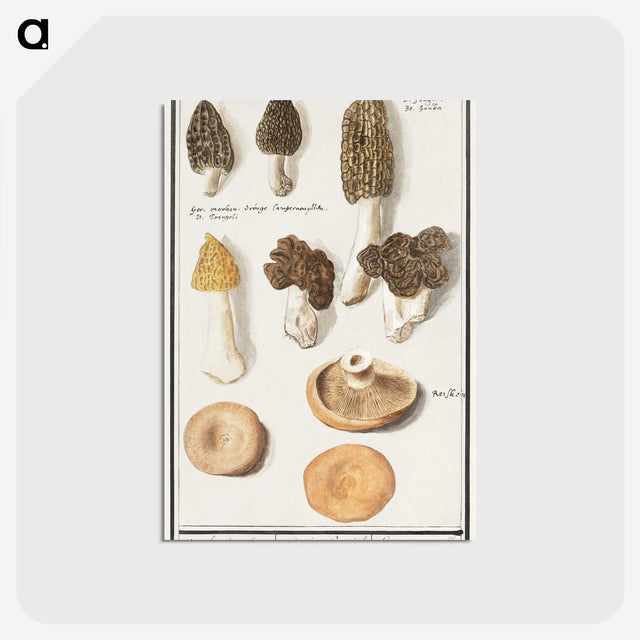 1-12_Anselmus-Boetius-de-Boodt_postcard