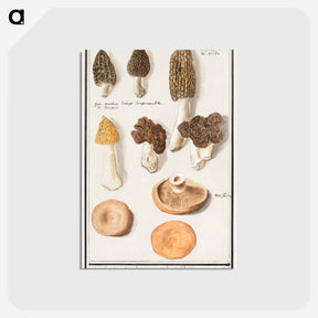 アートポストカード-Morels, Morchella - アンセルムス ボエティウス デ ブート Postcard.