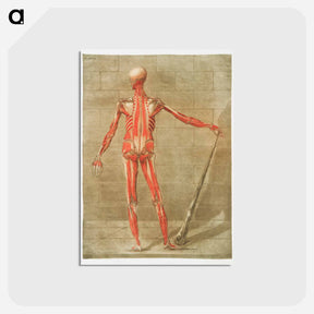 アートポストカード-This fascinating collection of anatomical illustrations - アルノルド エロイ ゴーティエ ダゴティ Postcard.