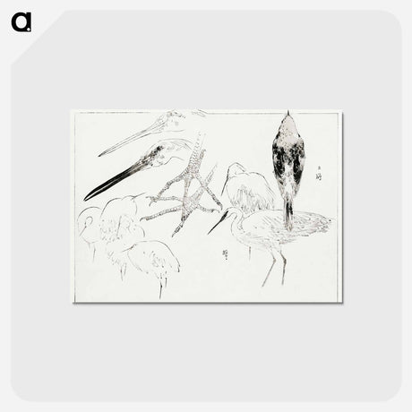 アートポストカード-Little Egret and Daurian Redstart
 - 美術世界 Postcard.