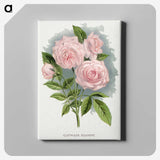 1-12_Botanical-Specimen-Plates_canvas