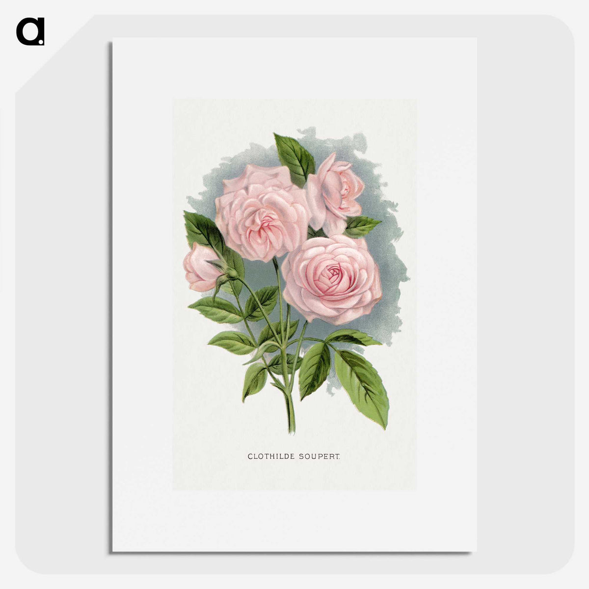 1-12_Botanical-Specimen-Plates_picture