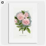 1-12_Botanical-Specimen-Plates_picture