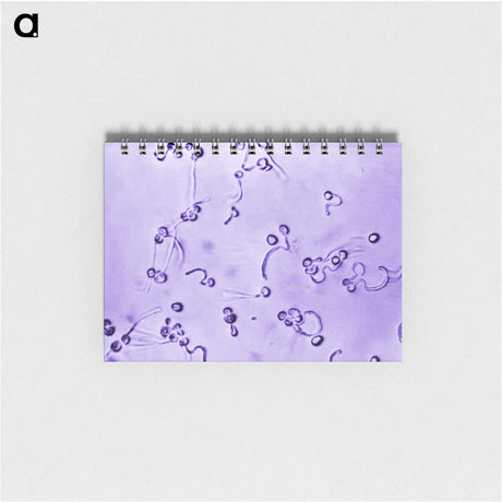 1-12_COVID-19_memo