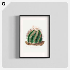 アートポスター-Turk's Head Cactus
 - シャルル アントワーヌ ルメール Poster.