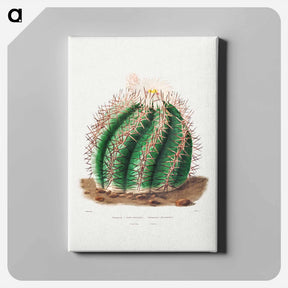 アートパネル-Turk's Head Cactus
 - シャルル アントワーヌ ルメール Canvas.