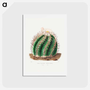 アートポストカード-Turk's Head Cactus
 - シャルル アントワーヌ ルメール Postcard.