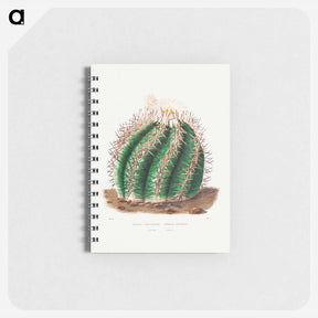 アートメモ帳-Turk's Head Cactus
 - シャルル アントワーヌ ルメール Memo.