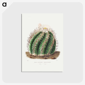 1-12_Charles-Antoine-Lemaire_postcard