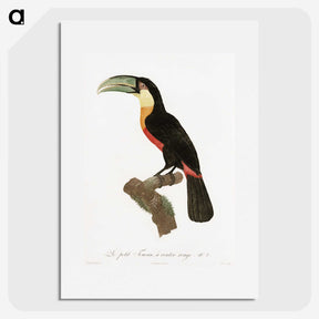 1-12_Des-Oiseaux-de-Paradis_picture