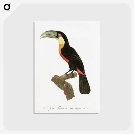 1-12_Des-Oiseaux-de-Paradis_postcard