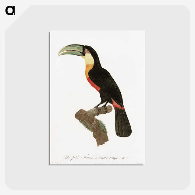 1-12_Des-Oiseaux-de-Paradis_postcard