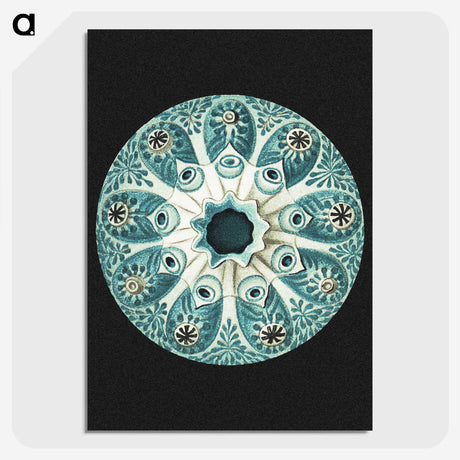 1-12_Ernst-Haeckel_picture-crop