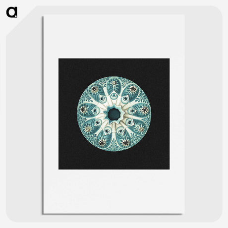 1-12_Ernst-Haeckel_picture