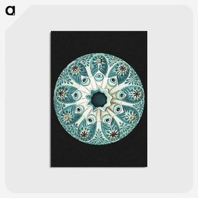 1-12_Ernst-Haeckel_postcard