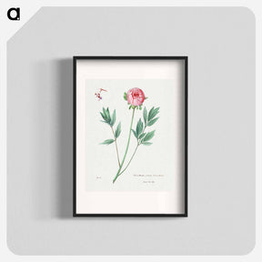 アートポスター-Moutan Peony
 - サボテン科 Poster.