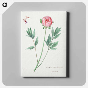 アートパネル-Moutan Peony
 - サボテン科 Canvas.