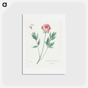 アートポストカード-Moutan Peony
 - サボテン科 Postcard.