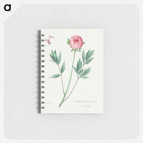 アートメモ帳-Moutan Peony
 - サボテン科 Memo.