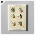 1-12_Favorite-Flies-and-Their-History_canvas