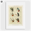 1-12_Favorite-Flies-and-Their-History_picture