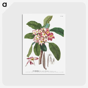 1-12_Georg-Dionysius-Ehret_postcard