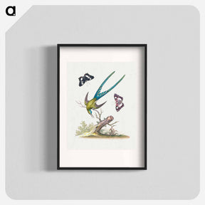アートポスター-A Natural History of Uncommon Birds
 - ジョージ エドワーズ Poster.