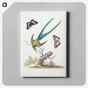 アートパネル-A Natural History of Uncommon Birds
 - ジョージ エドワーズ Canvas.