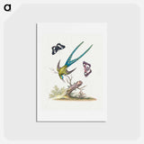 アートポストカード-A Natural History of Uncommon Birds
 - ジョージ エドワーズ Postcard.